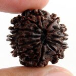 11 mukhi rudraksha