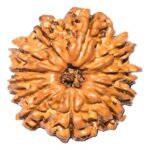 12 mukhi rudraksha