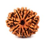 14 mukhi rudraksha