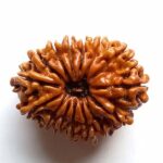 15 Mukhi Rudraksha