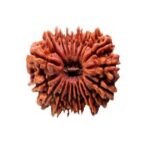 19 mukhi rudraksha