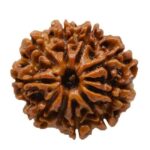 10 mukhi rudraksha